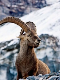 Destination Grindelwald en voyage tout compris | X-Plorers